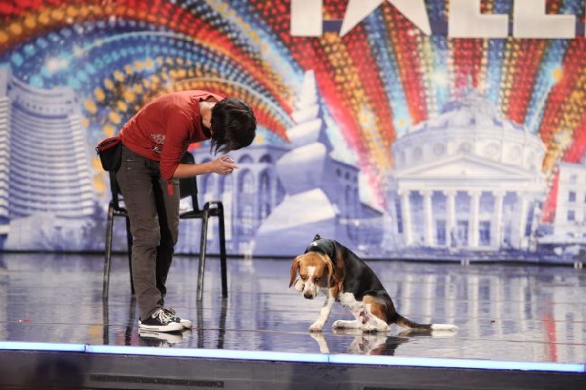 Bailey Este Super Catelusa De La Romanii Au Talent Care A FASCINAT