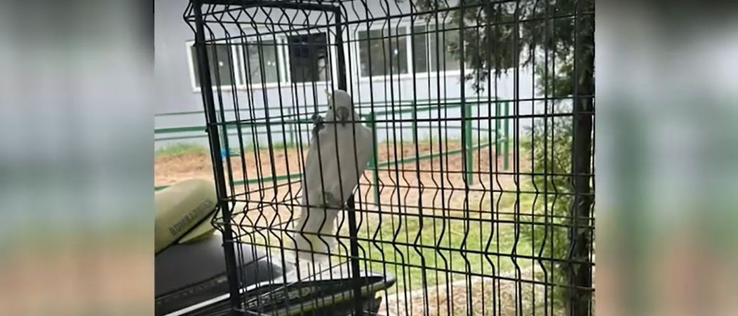 camataru zoo 4