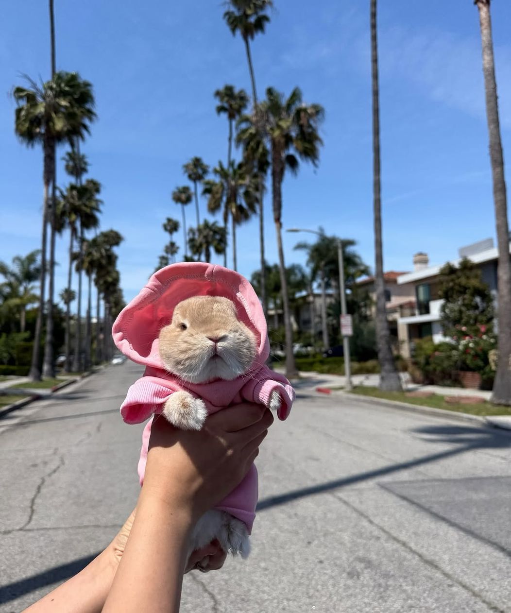 Mama boi in Beverly Hills 💓🌴 #bunnydayoff #bunny#brand #fashionista #rabbitsofinstagram #nethe (2)