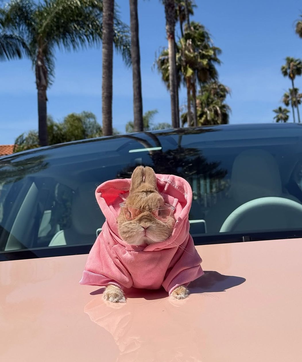 Mama boi in Beverly Hills 💓🌴 #bunnydayoff #bunny#brand #fashionista #rabbitsofinstagram #nethe