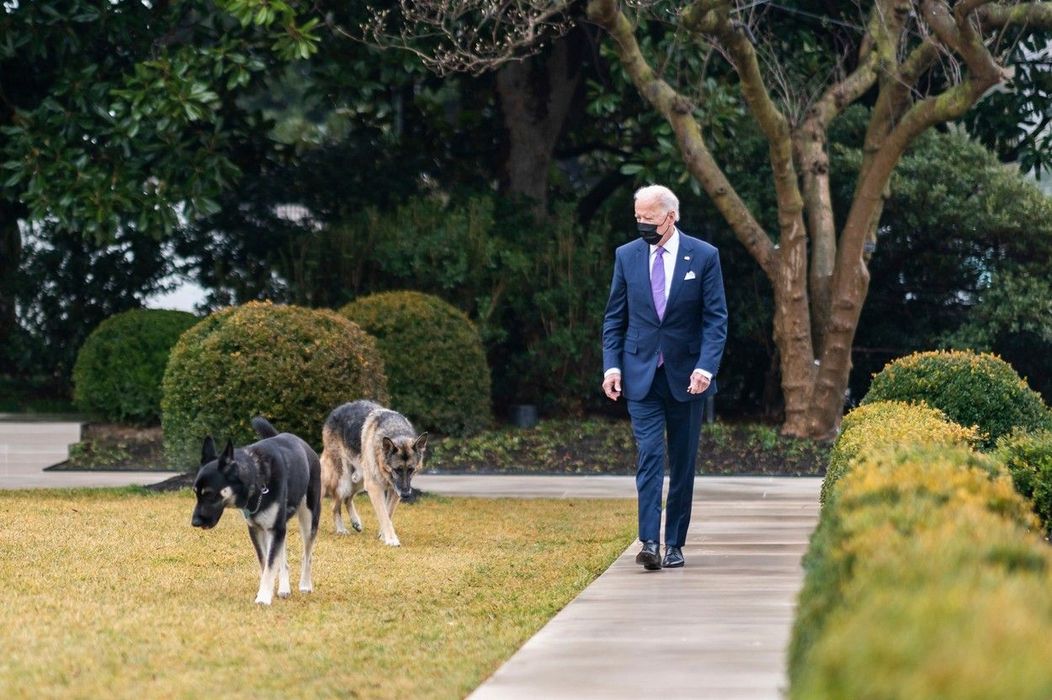 Câinii lui Joe Biden, mutați de la Casa Albă după ce au devenit agresivi. Unde au ajuns patrupedele