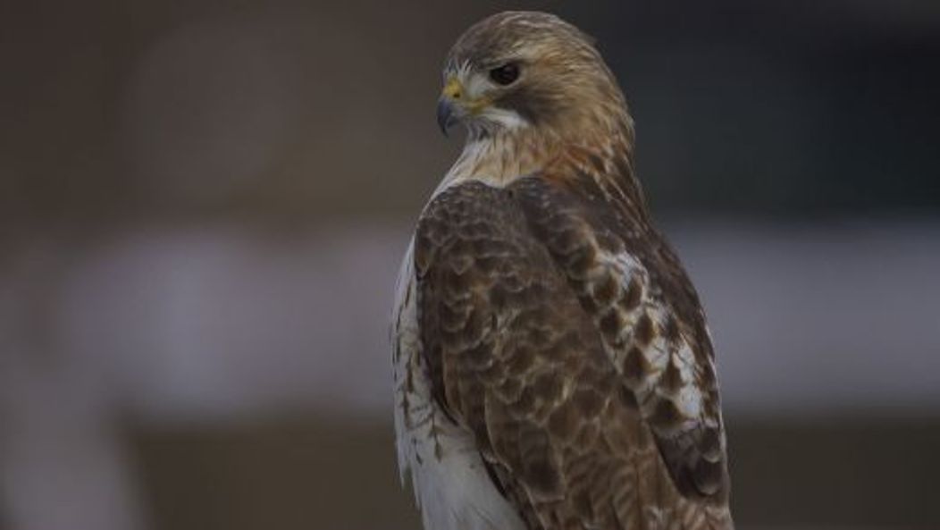 Pale Male, vineri, 21 ianuarie 2011