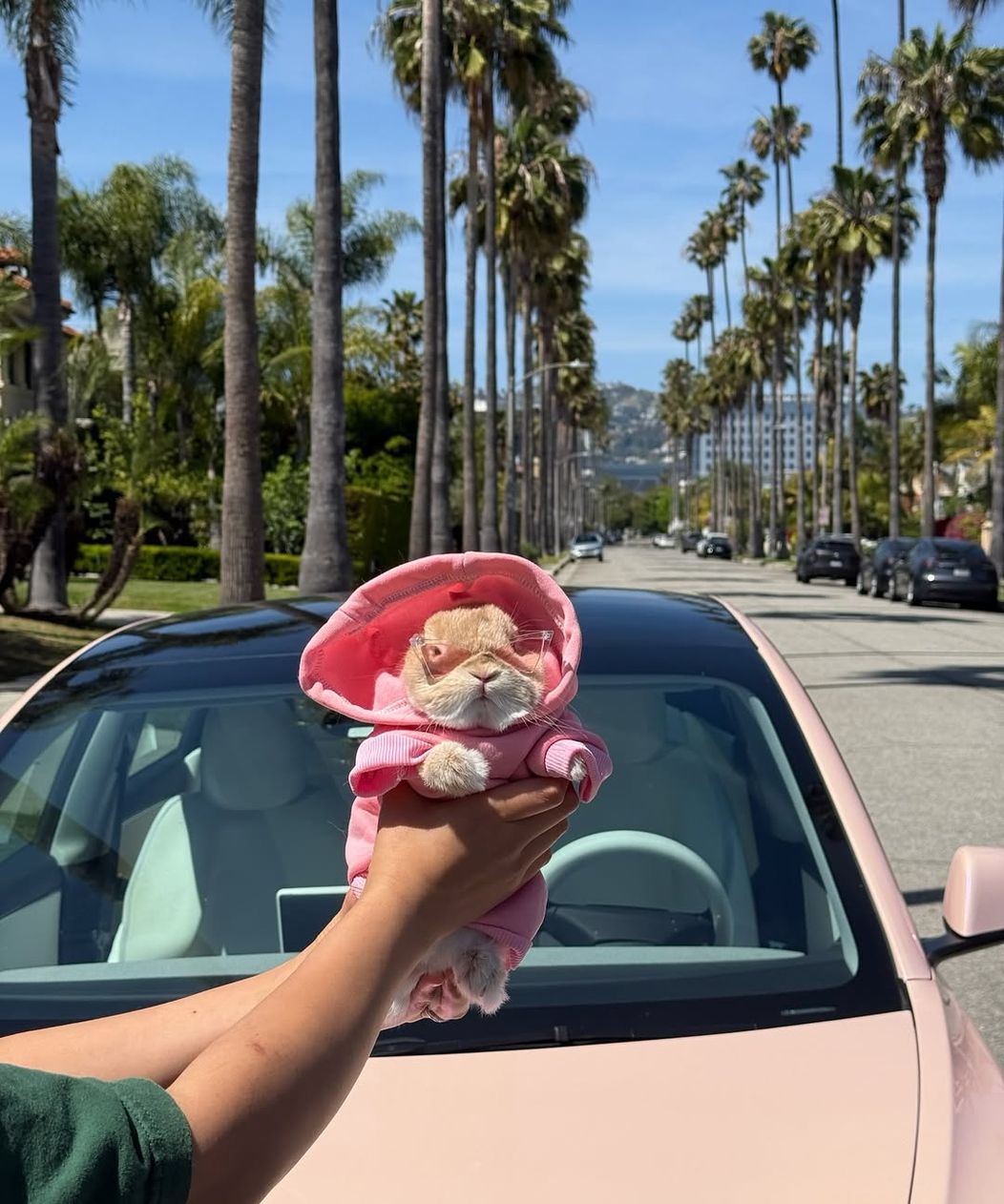 Mama boi in Beverly Hills 💓🌴 #bunnydayoff #bunny#brand #fashionista #rabbitsofinstagram #nethe (1)
