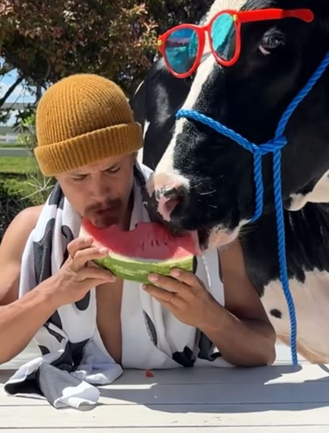 cu vaca pepene