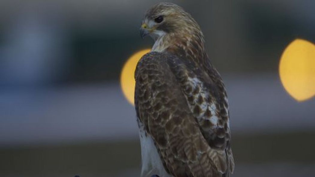 Pale Male, vineri, 21 ianuarie 2011
