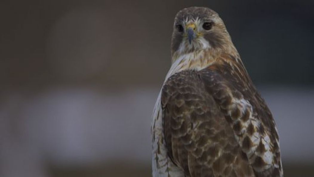 Pale Male, vineri, 21 ianuarie 2011