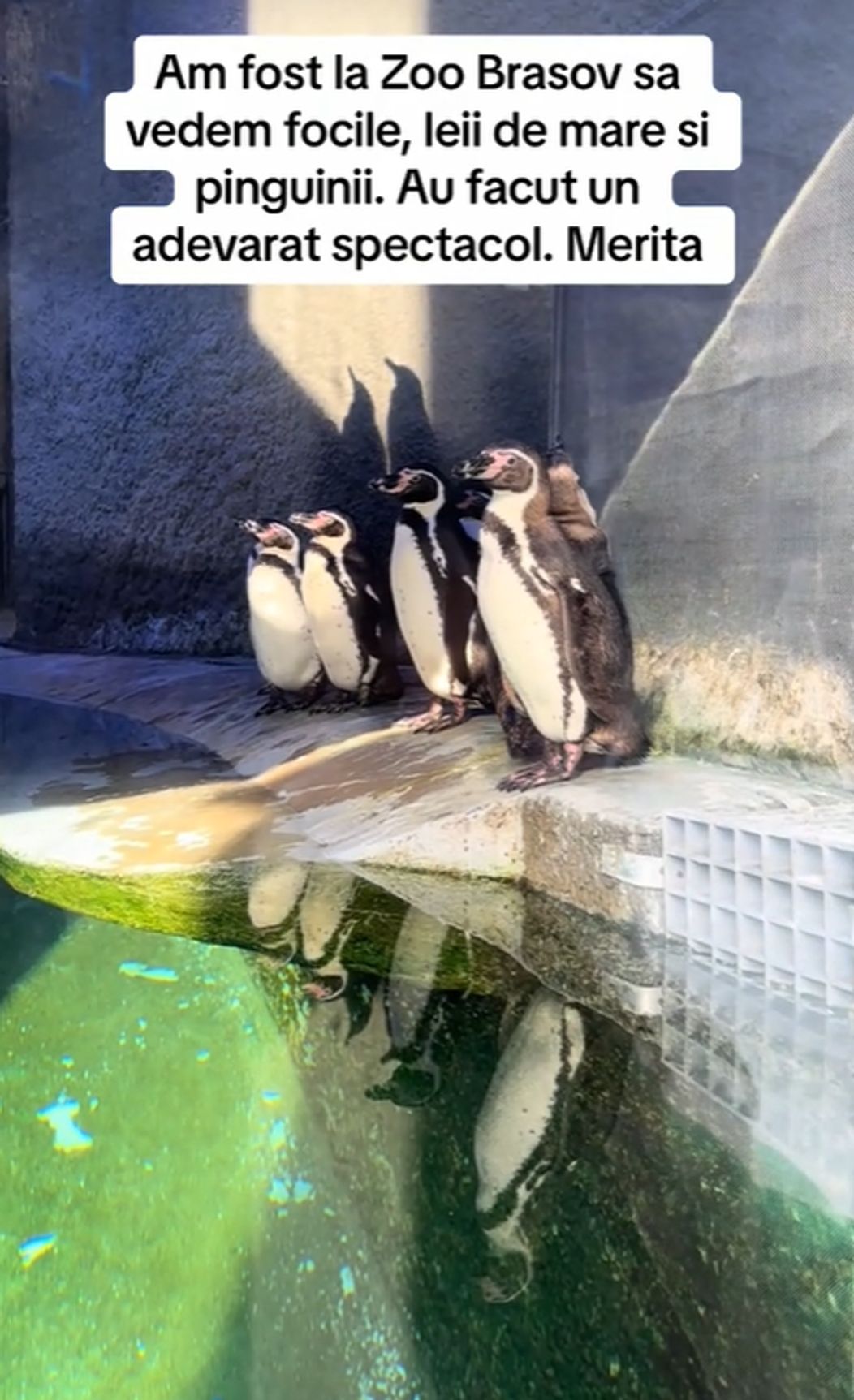 pinguini