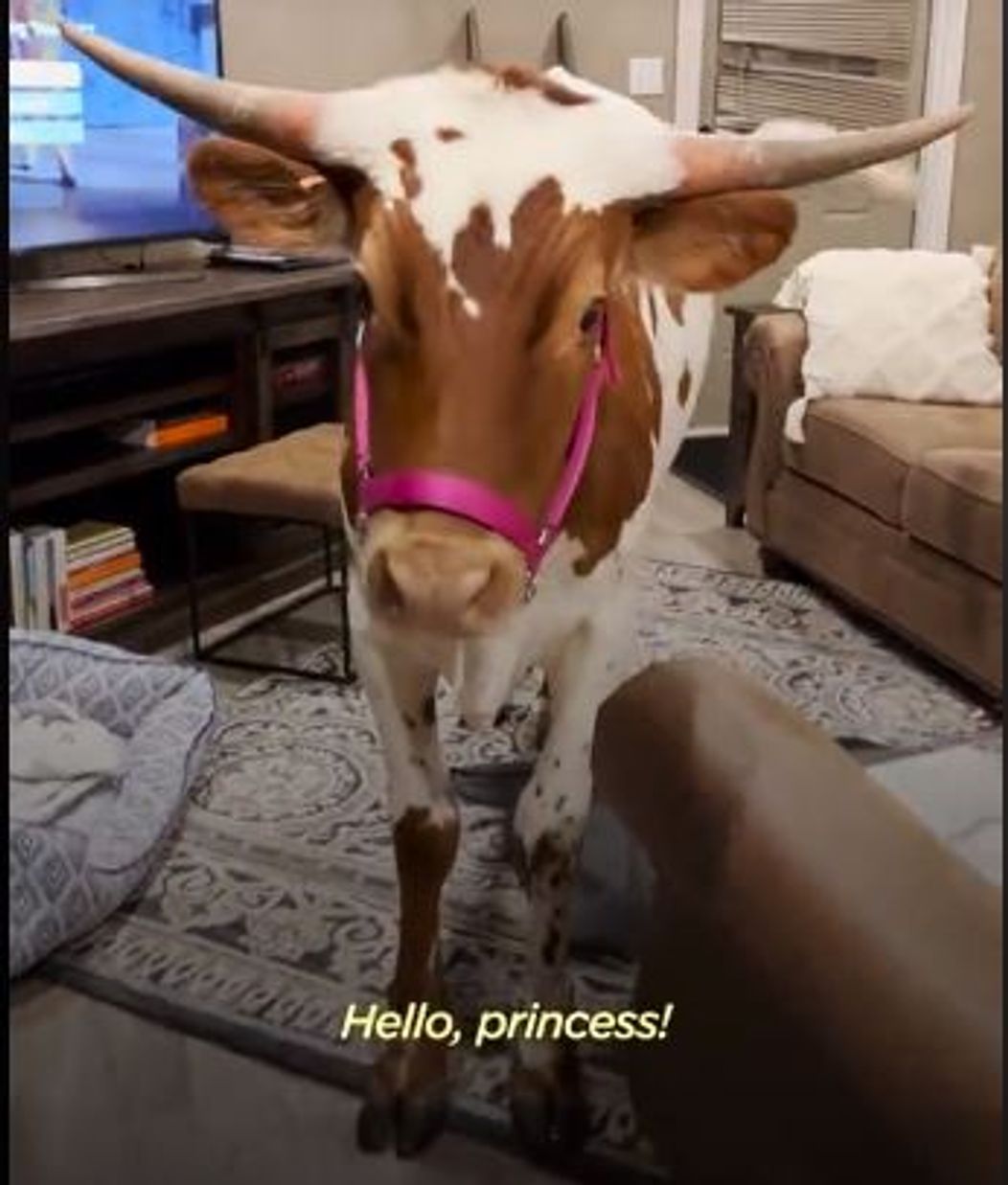 vaca23