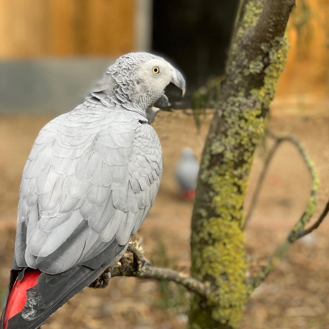 papagali, parrots, injuraturi. Credit foto: Lincolnshire Wildlife 