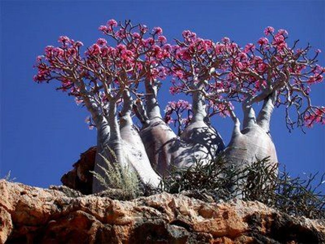 Socotra - Republica Yemen