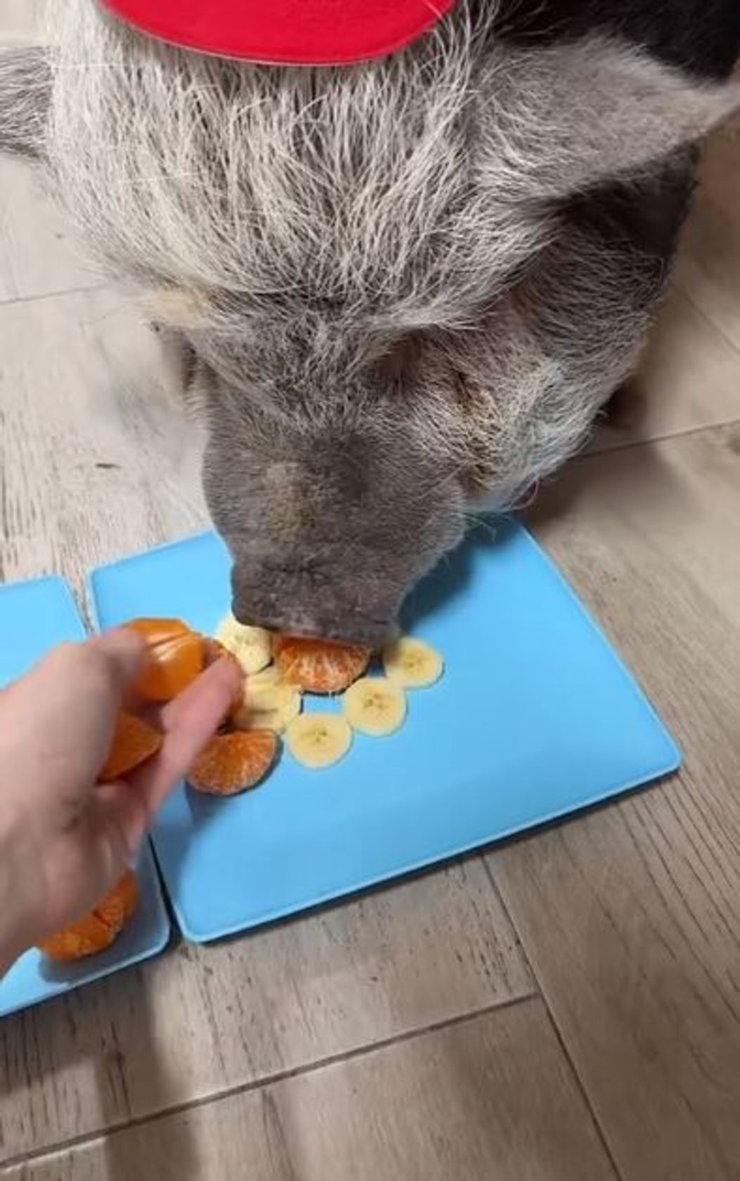 porc1
