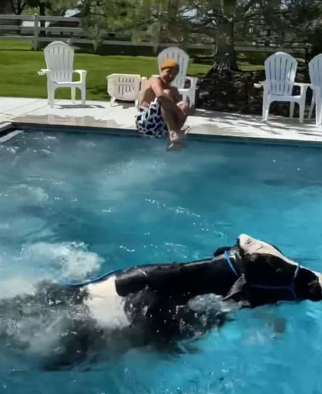 pozsfdsd vaca