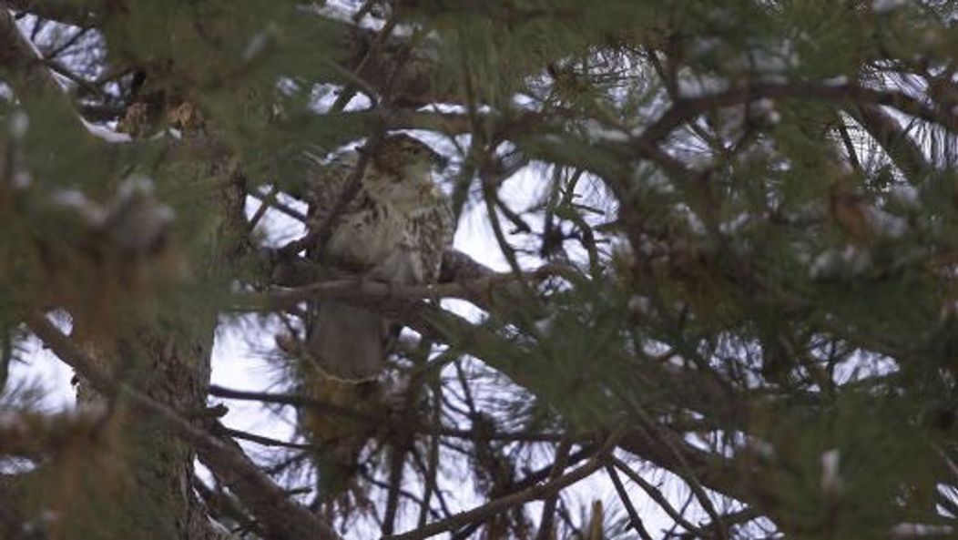 Pale Male, vineri, 21 ianuarie 2011