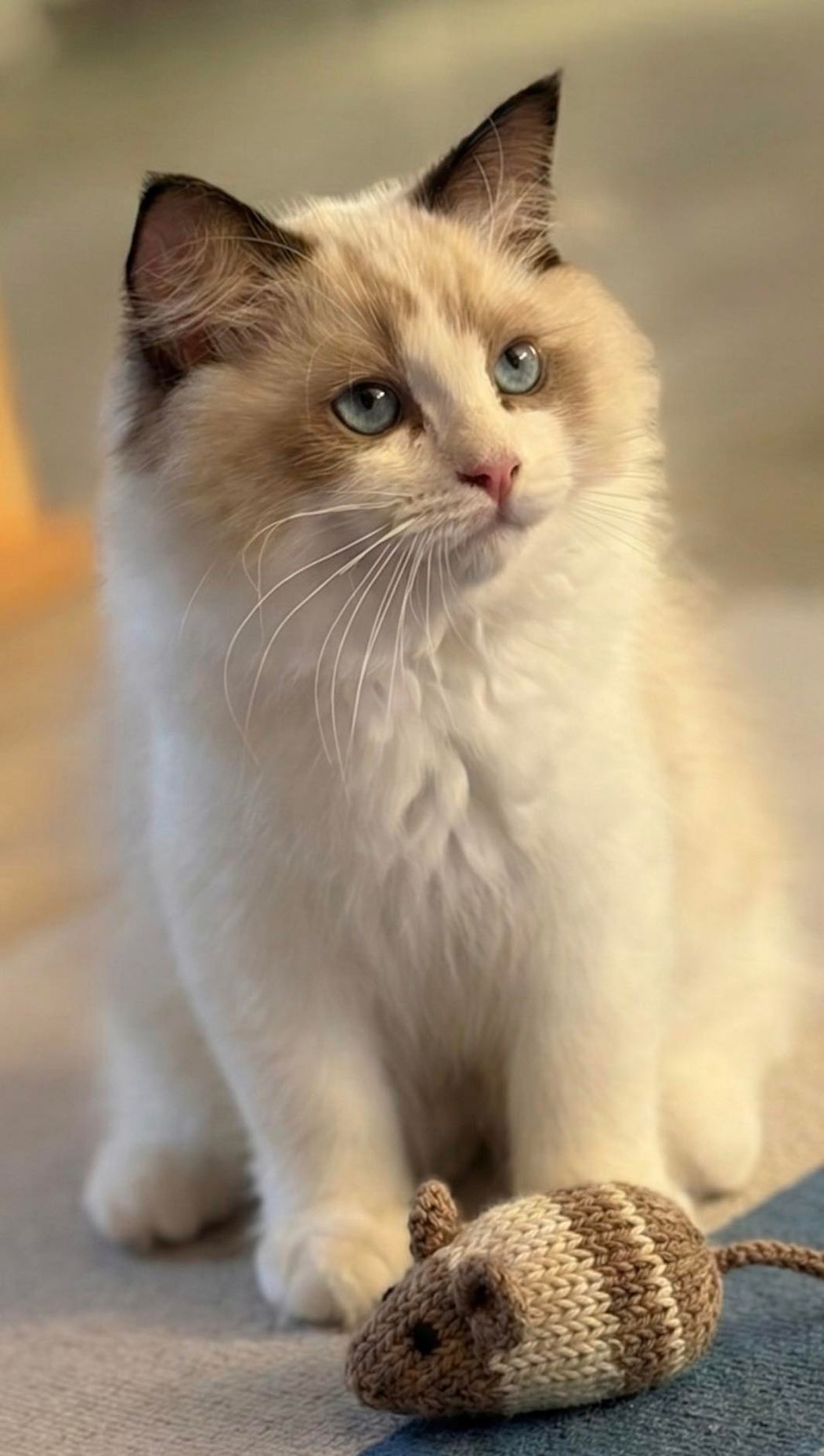 pisica-cat