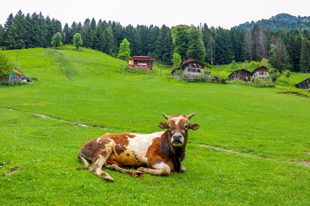 Rize Ayder Plateau 3