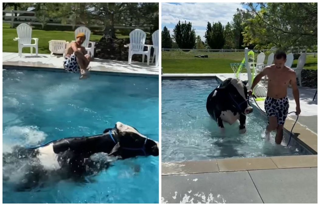 cu vaca in piscina-virall