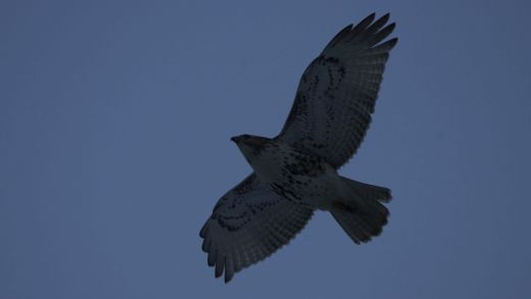 Pale Male, vineri, 21 ianuarie 2011