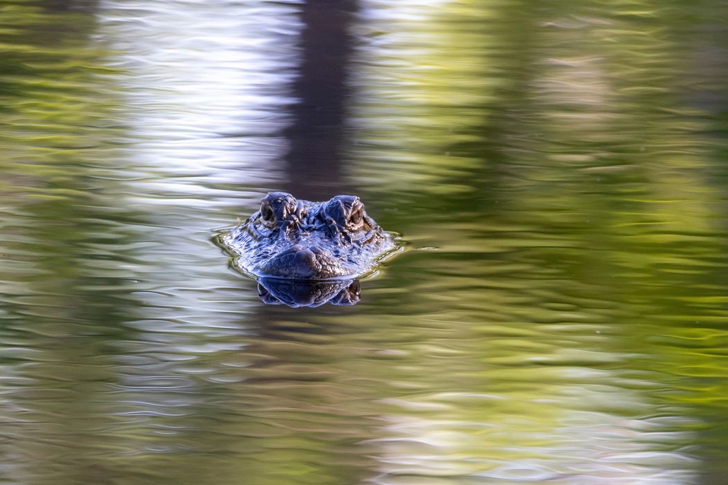 shutterstock_2175520889
