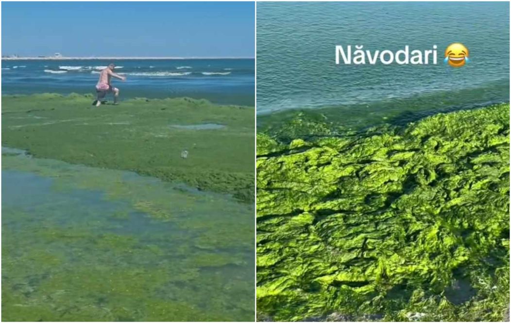 navodari alge