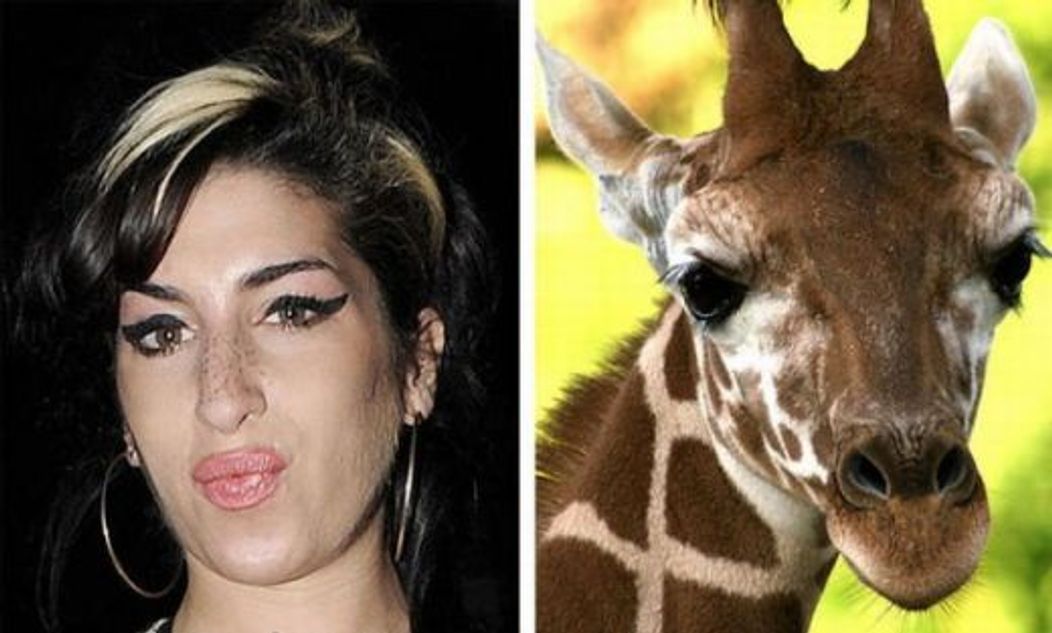 Amy Winehouse vs Girafa