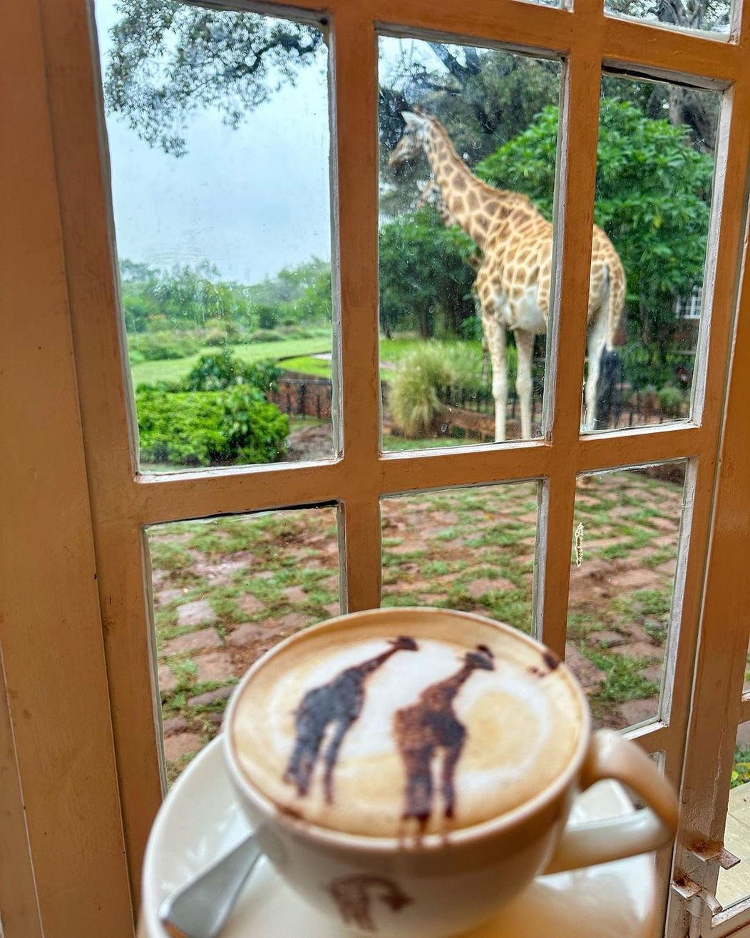 hotelul cu girafe