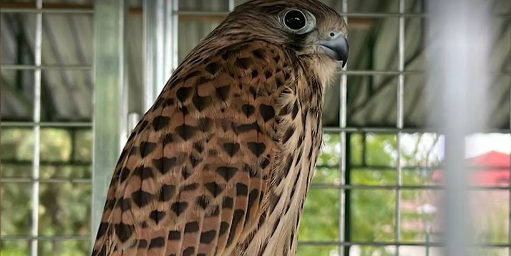 camataru zoo 6