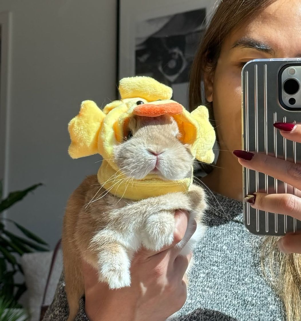 Ducky day 🐣 #bunnydayoff #bunny#brand #fashionista #rabbitsofinstagram #netherlanddwarfbunny #c (1)