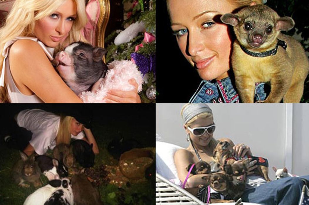 Paris Hilton