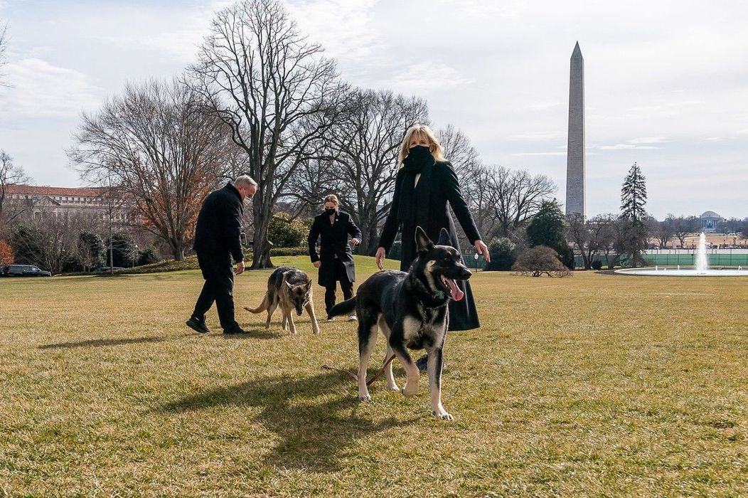 Câinii lui Joe Biden, mutați de la Casa Albă după ce au devenit agresivi. Unde au ajuns patrupedele