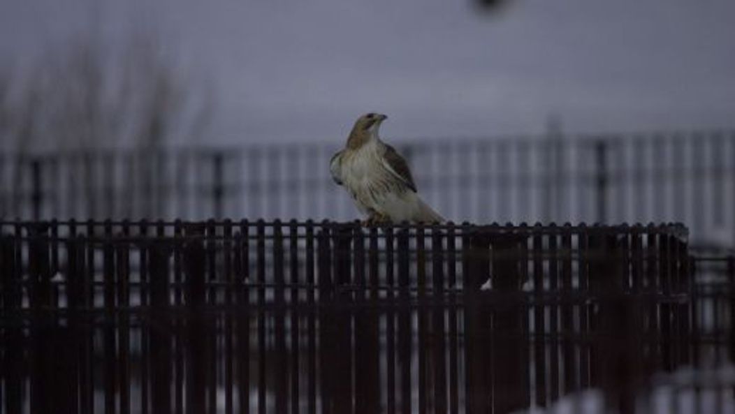 Pale Male, vineri, 21 ianuarie 2011