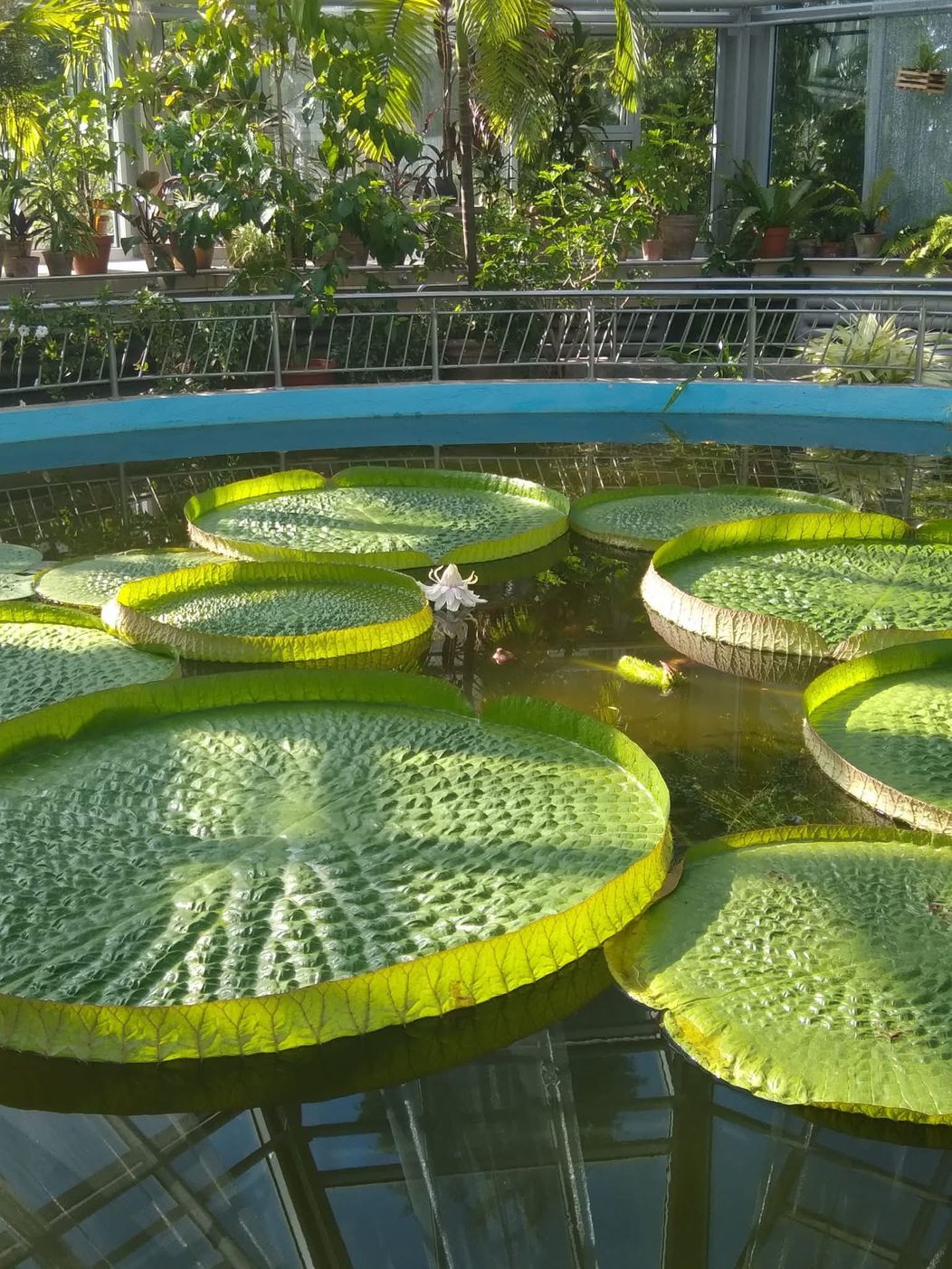 nuf