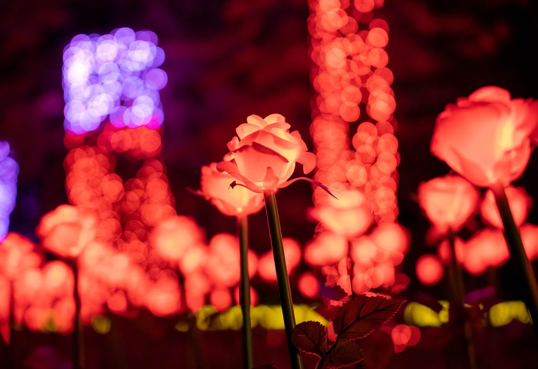 GARDEN OF LIGHTS-273