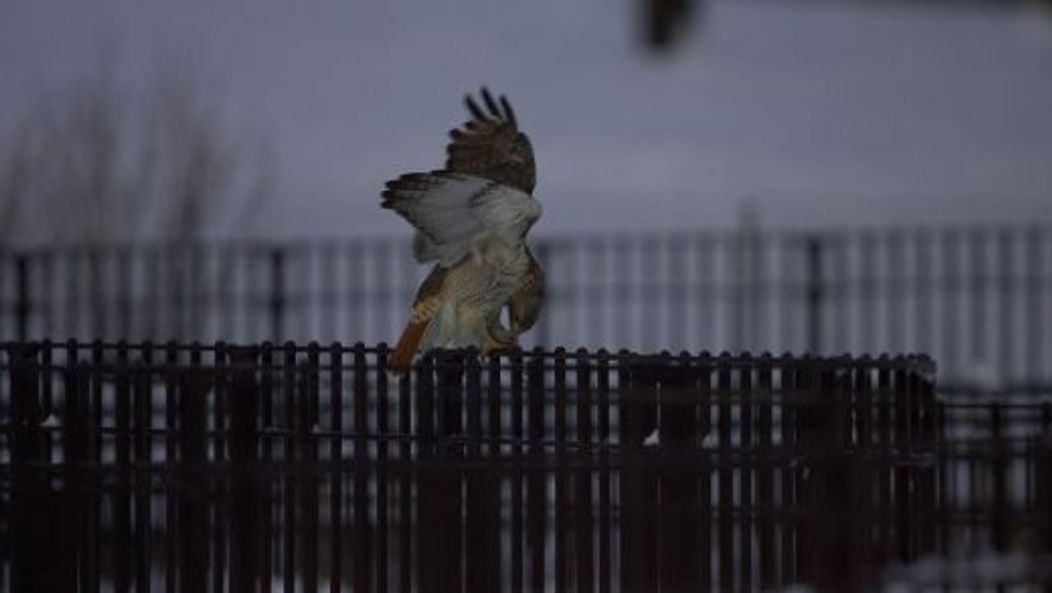 Pale Male, vineri, 21 ianuarie 2011