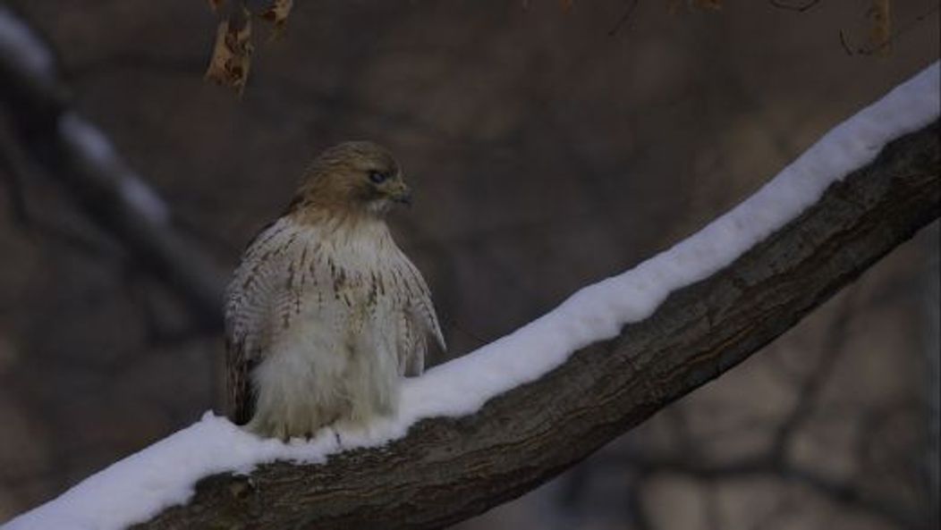 Pale Male, vineri, 21 ianuarie 2011