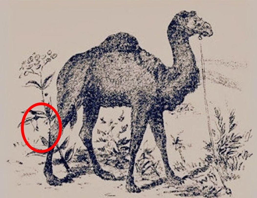 Find-two-hidden-faces-solved-part-two-1757446990787