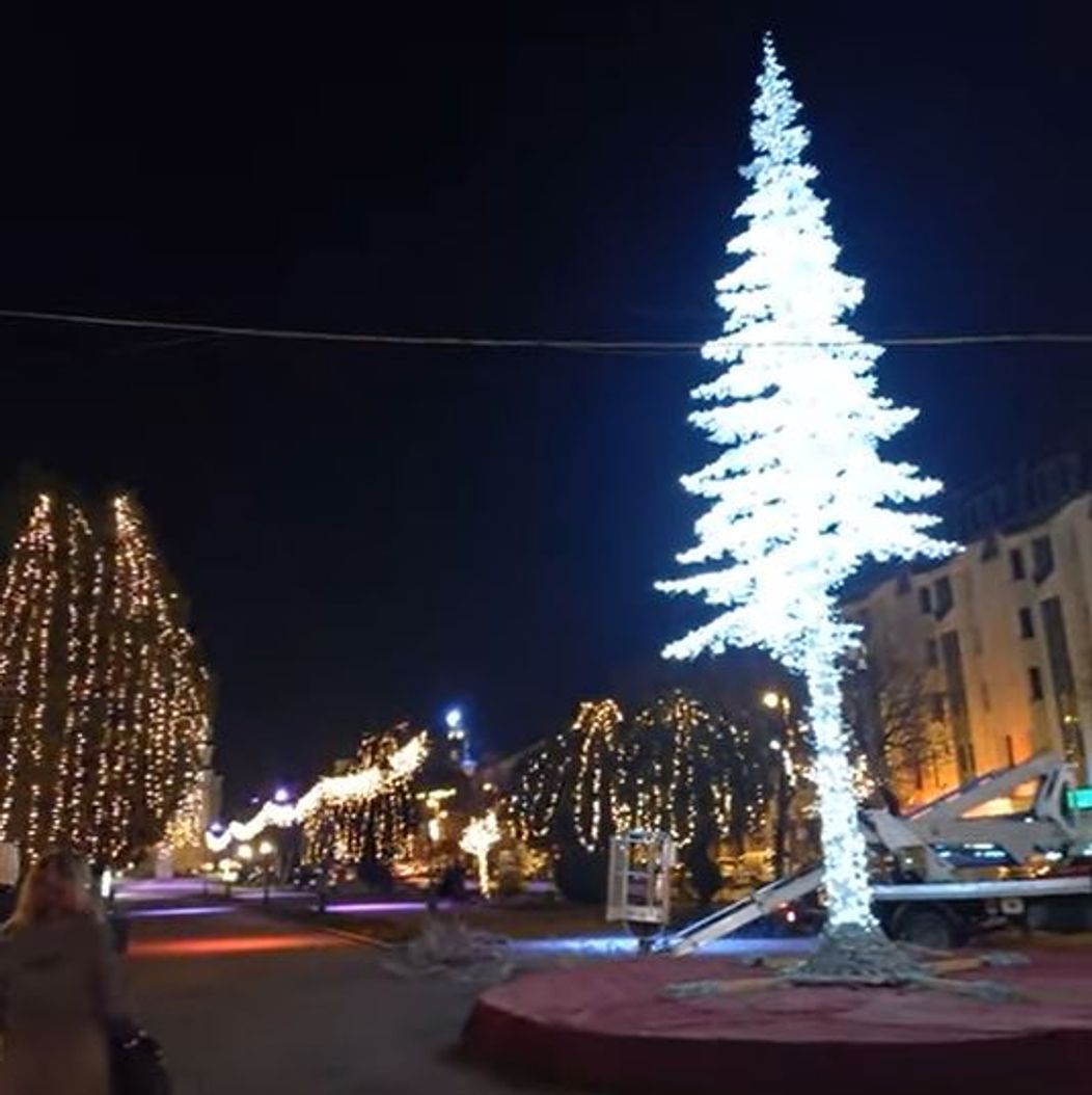 brad nou in targu mures