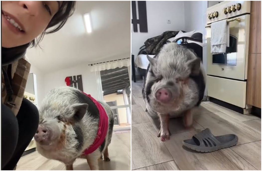 porc de companie