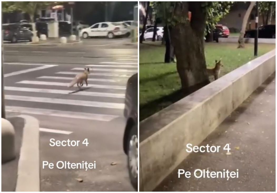 vulp