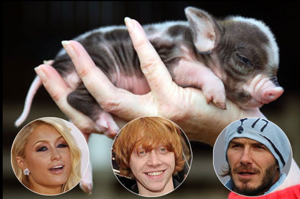 Paris Hilton, Rupert Grint, David Beckham