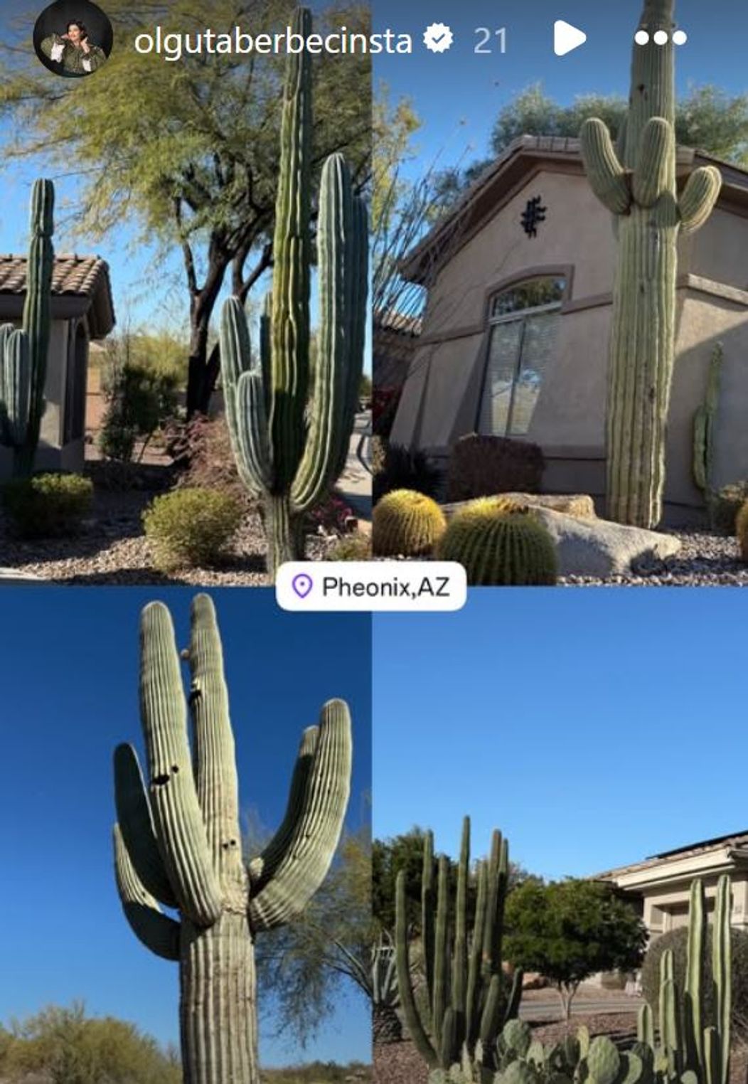 cactusi,fmad,f