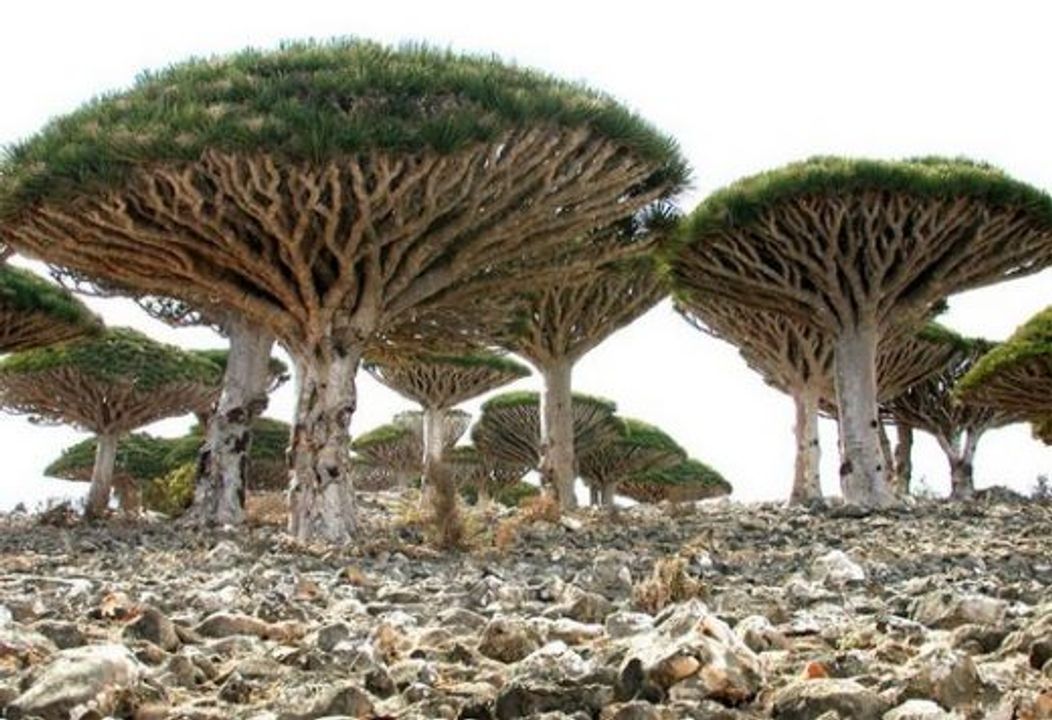 Socotra - Republica Yemen