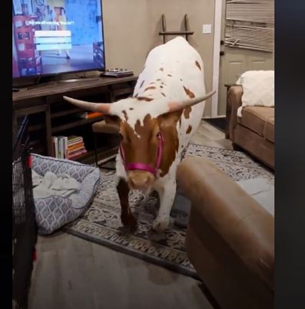 vaca1