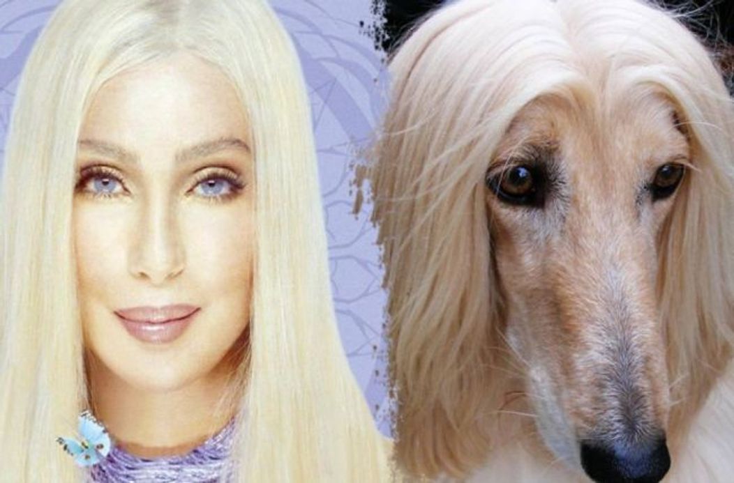 Cher