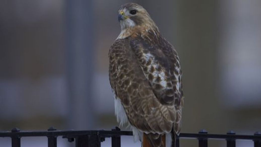 Pale Male, vineri, 21 ianuarie 2011