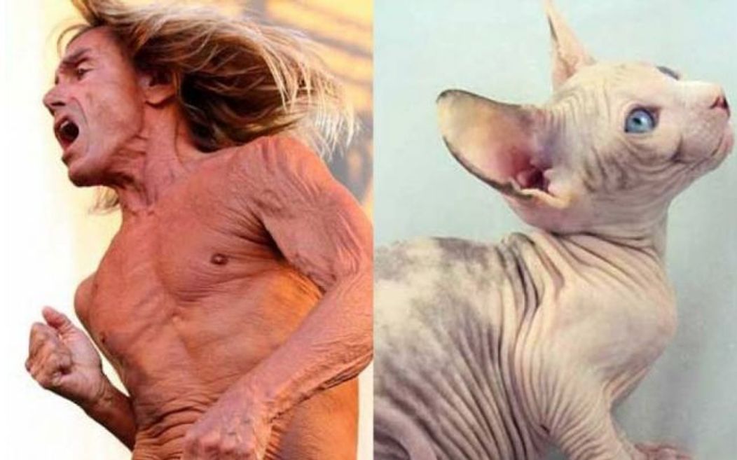 Iggy Pop