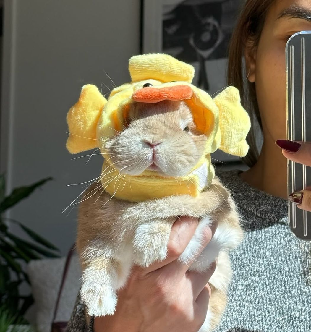 Ducky day 🐣 #bunnydayoff #bunny#brand #fashionista #rabbitsofinstagram #netherlanddwarfbunny #c