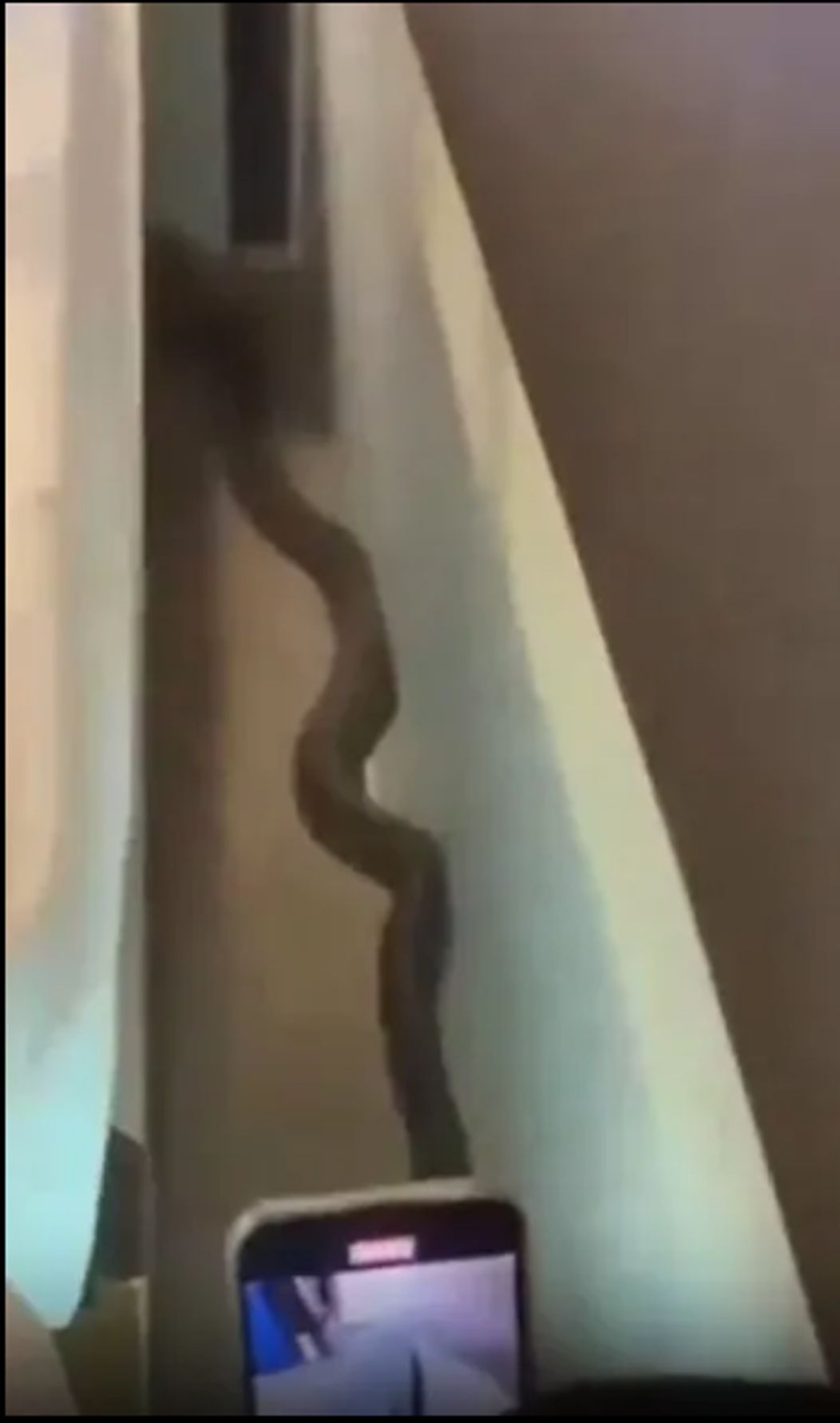 cobra 2