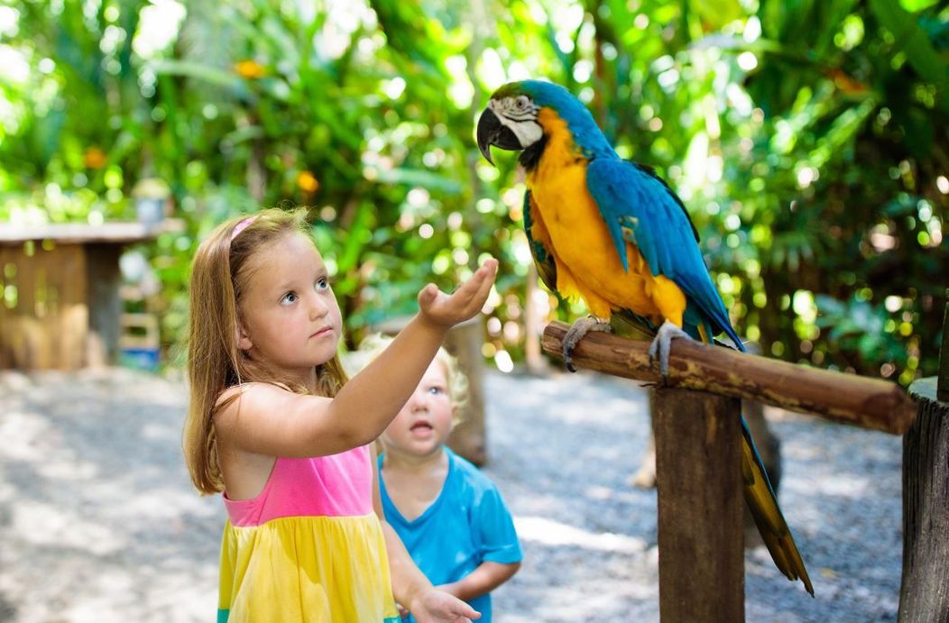 papagali, parrots, injuraturi. Credit foto: Shutterstock