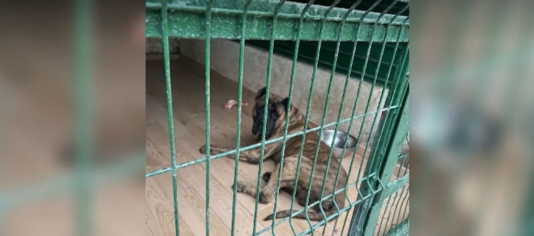 camataru zoo 3