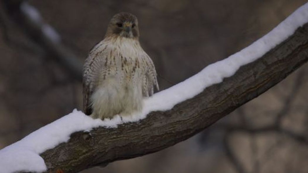 Pale Male, vineri, 21 ianuarie 2011